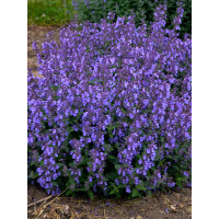 Kocimiętka Faassena ' Picture Purrfect' | Nepeta faassenii