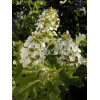 hortensja, hortensja dębolistna, hortensja Snow Queen, hydrangea, hydrangea quercifolia