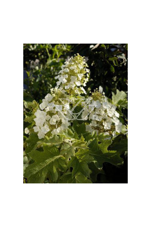 hortensja, hortensja dębolistna, hortensja Snow Queen, hydrangea, hydrangea quercifolia