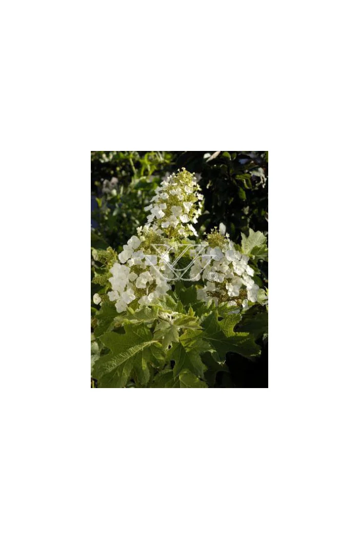hortensja, hortensja dębolistna, hortensja Snow Queen, hydrangea, hydrangea quercifolia