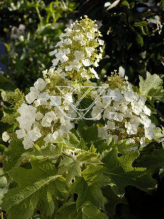 hortensja, hortensja dębolistna, hortensja Snow Queen, hydrangea, hydrangea quercifolia