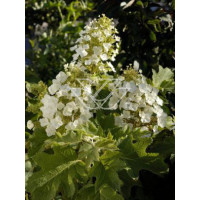 hortensja, hortensja dębolistna, hortensja Snow Queen, hydrangea, hydrangea quercifolia