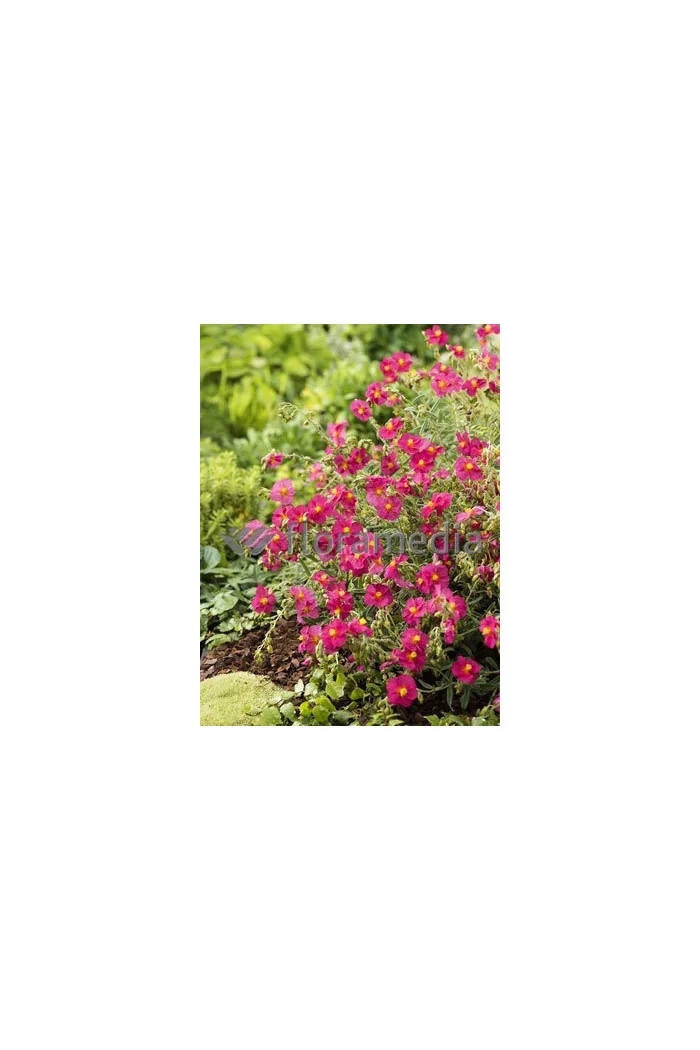 Posłonek 'Ben Ledi' | Helianthemum