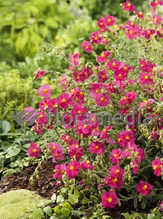 Posłonek 'Ben Ledi' | Helianthemum