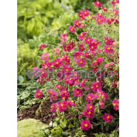 Posłonek 'Ben Ledi' | Helianthemum