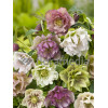Ciemiernik orientalny 'Double Crown Mix' Helleborus orientalis