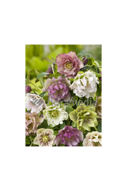 Ciemiernik orientalny 'Double Crown Mix' Helleborus orientalis
