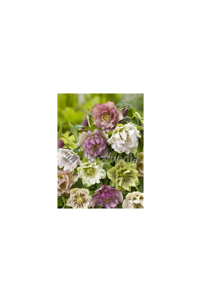 Ciemiernik orientalny 'Double Crown Mix' Helleborus orientalis