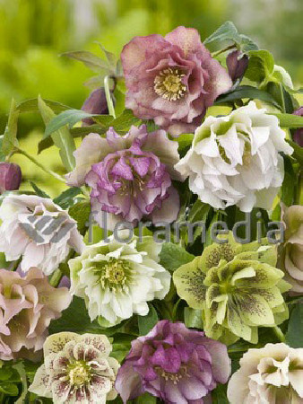 Ciemiernik orientalny 'Double Crown Mix' Helleborus orientalis
