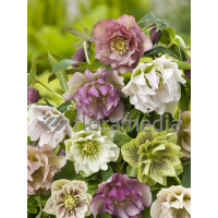 Ciemiernik orientalny 'Double Crown Mix' Helleborus orientalis
