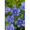 Ketmia syryjska 'Blue Chiffon' Hibiscus syriacus