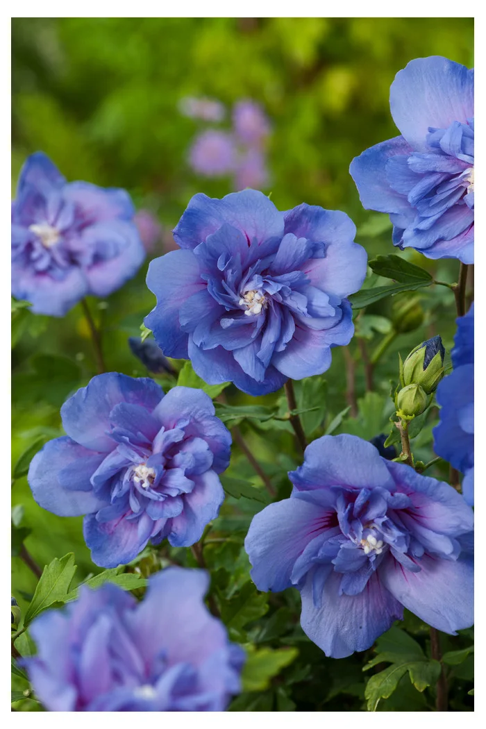 Ketmia syryjska 'Blue Chiffon' Hibiscus syriacus