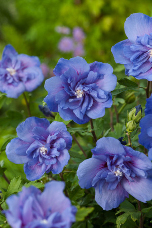 Ketmia syryjska 'Blue Chiffon' Hibiscus syriacus
