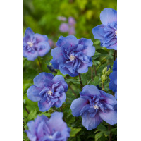 Ketmia syryjska 'Blue Chiffon' Hibiscus syriacus