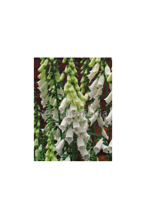 Naparstnica purpurowa 'Snow Timble' Digitalis purpurea