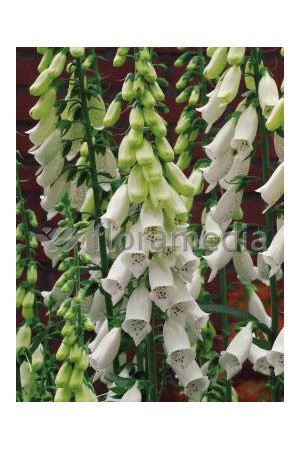 Naparstnica purpurowa 'Snow Timble' Digitalis purpurea