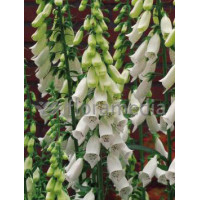Naparstnica purpurowa 'Snow Timble' Digitalis purpurea
