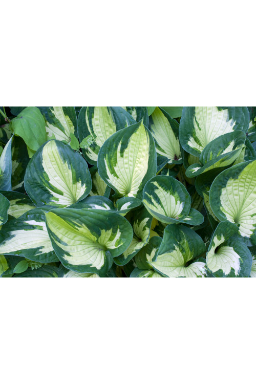 Funkia 'Whirlwind' | Hosta