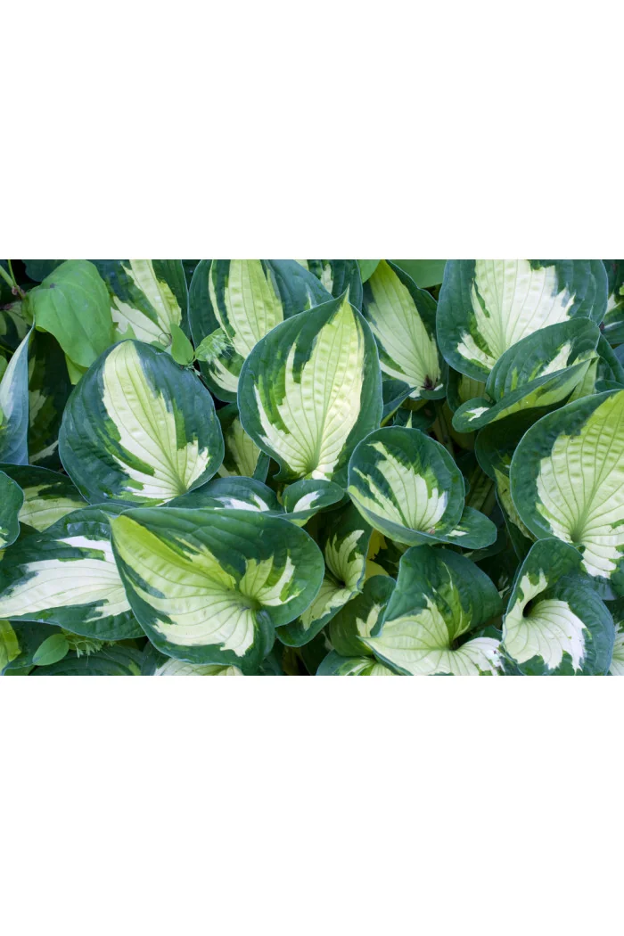 Funkia 'Whirlwind' | Hosta