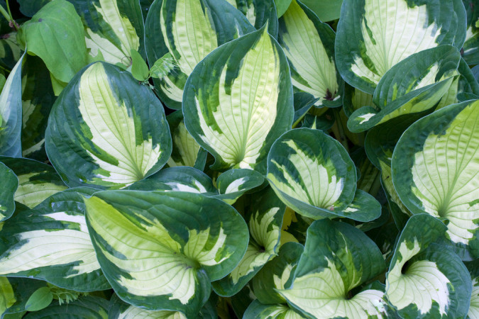 Funkia 'Whirlwind' | Hosta