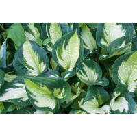 Funkia 'Whirlwind' | Hosta