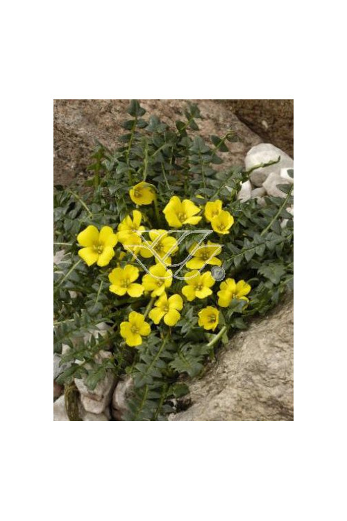 Morizja Morisia monathos