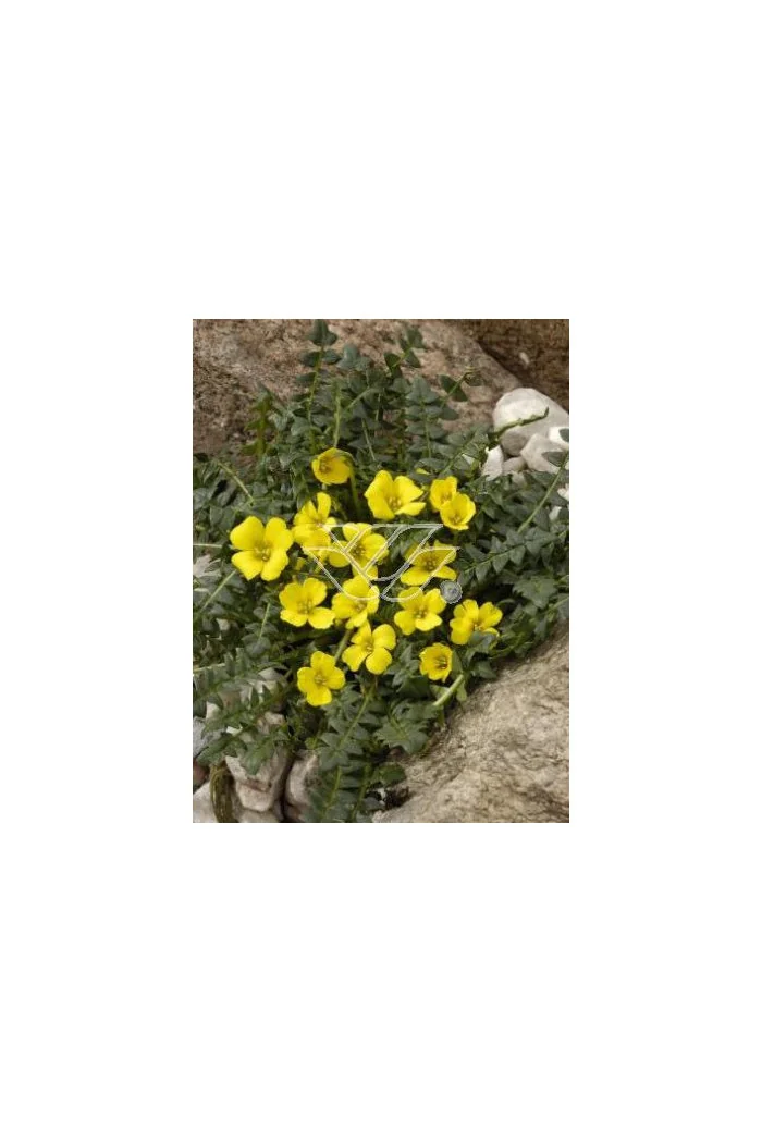 Morizja Morisia monathos