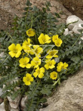 Morizja Morisia monathos