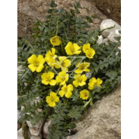 Morizja Morisia monathos