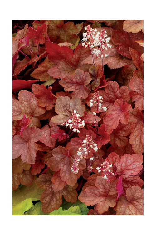 Żuraweczka (Żurawka) 'Redstone Falls' Heucherella