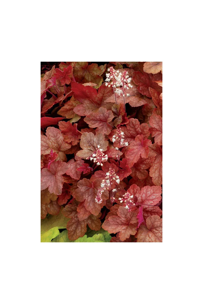 Żuraweczka (Żurawka) 'Redstone Falls' Heucherella