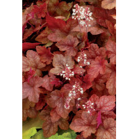 Żuraweczka (Żurawka) 'Redstone Falls' Heucherella