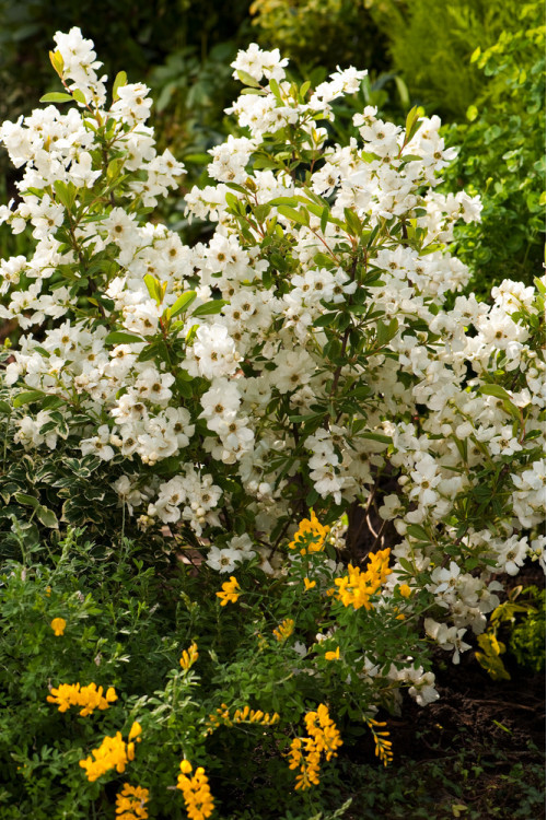Obiela mieszańcowa 'Niagara' Exochorda macrantha