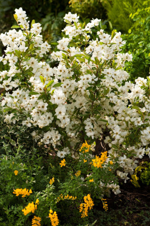 Obiela mieszańcowa 'Niagara' Exochorda macrantha
