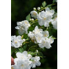 Jaśminowiec 'Innocence' Philadelphus
