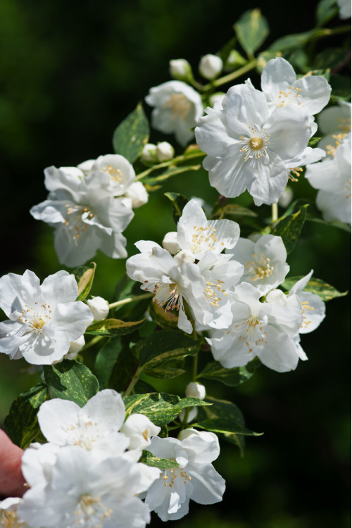 Jaśminowiec 'Innocence' Philadelphus