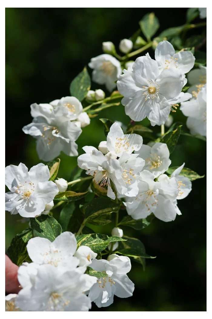 Jaśminowiec 'Innocence' Philadelphus
