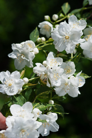 Jaśminowiec 'Innocence' Philadelphus