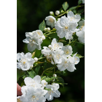 Jaśminowiec 'Innocence' Philadelphus
