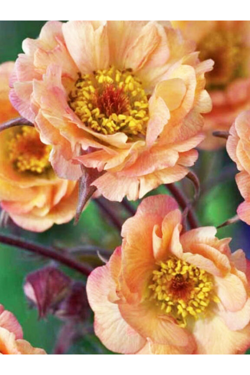 Kuklik 'Mai Tai ®' | Geum