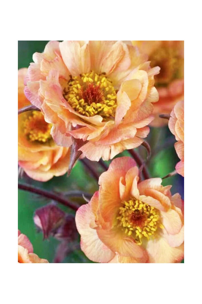 Kuklik 'Mai Tai ®' | Geum