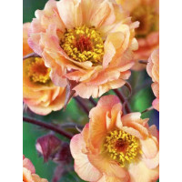 Kuklik 'Mai Tai ®' | Geum