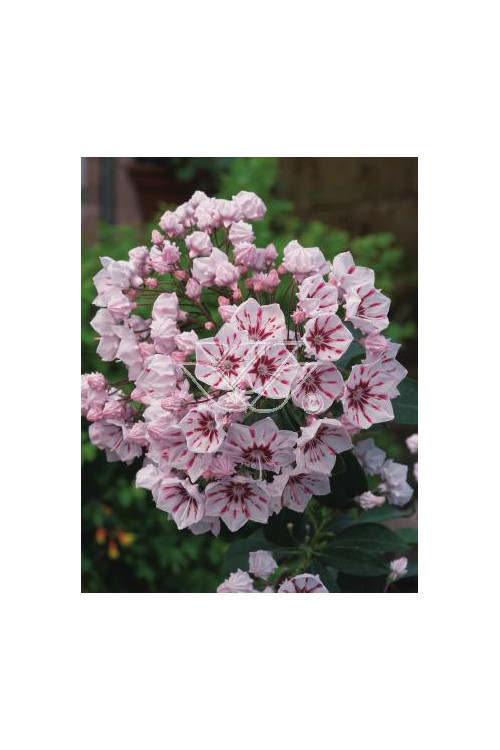 Kalmia szerokolistna 'Peppermint' Kalmia latifolia