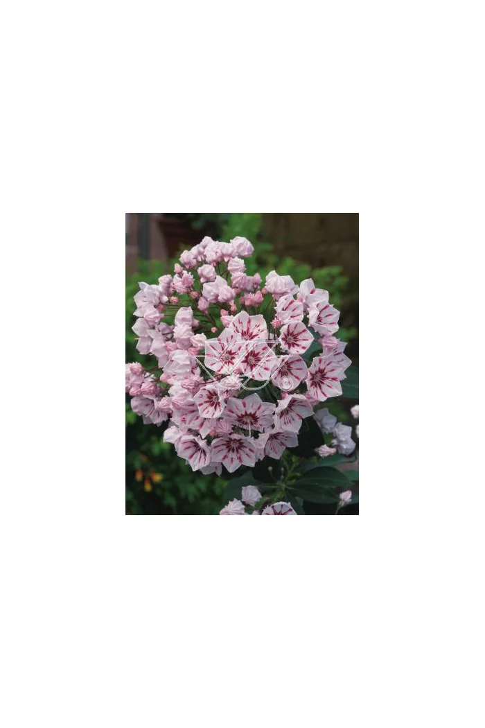 Kalmia szerokolistna 'Peppermint' Kalmia latifolia