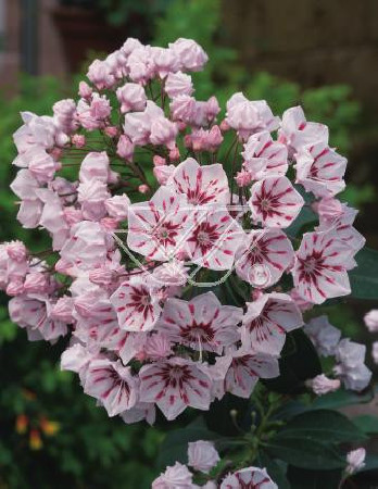 Kalmia szerokolistna 'Peppermint' Kalmia latifolia