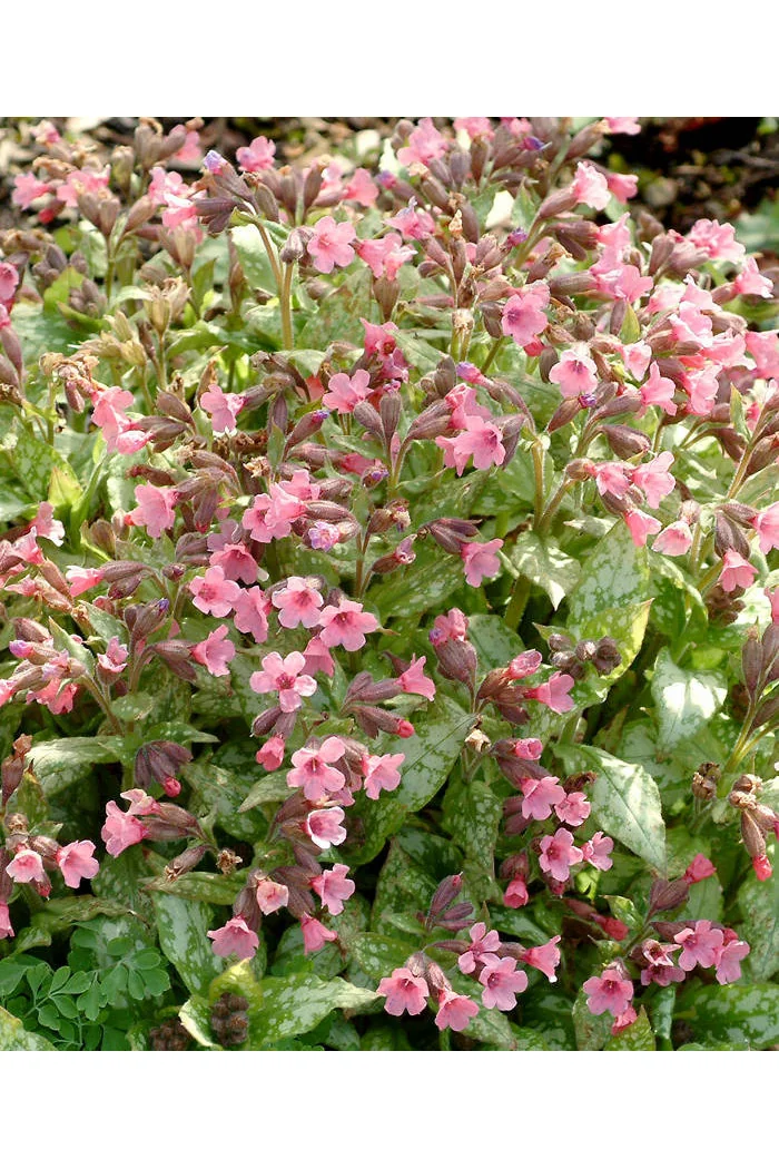 Miodunka 'Bubble Gum' Pulmonaria