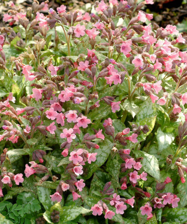 Miodunka 'Bubble Gum' Pulmonaria