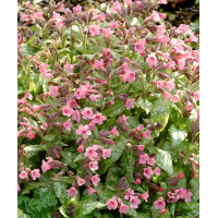 Miodunka 'Bubble Gum' Pulmonaria