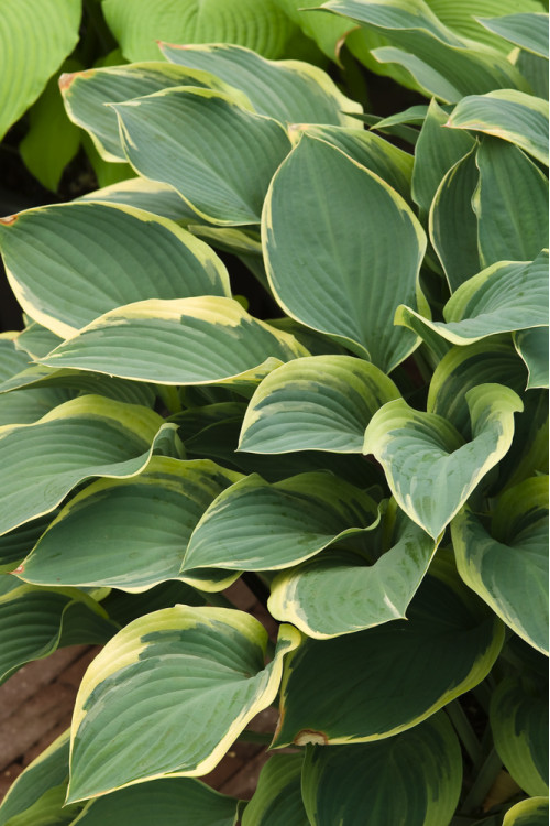 Funkia 'Regal Splendor' Hosta