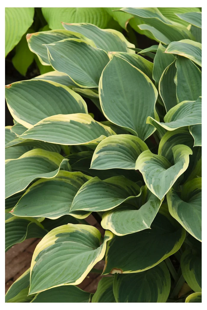 Funkia 'Regal Splendor' Hosta